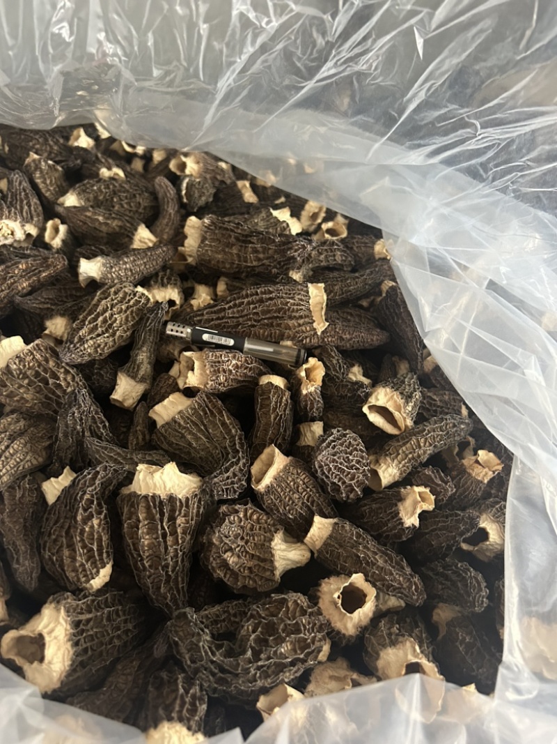 南京羊肚菌头茬好货