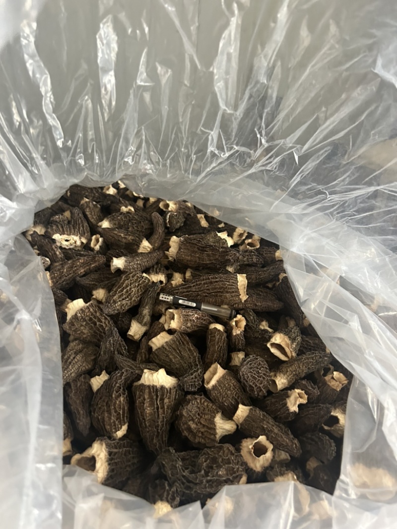 南京羊肚菌头茬好货