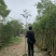 沉香木地径/米径3～5公分