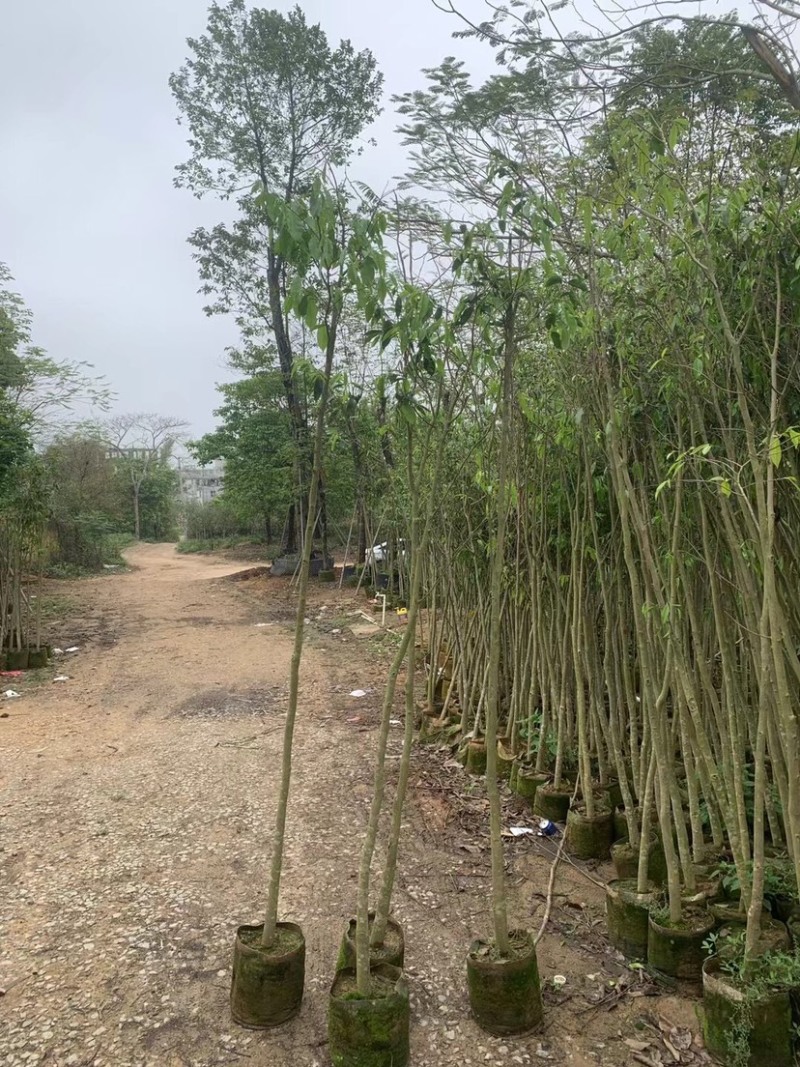 沉香木地径/米径3～5公分