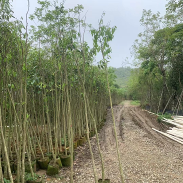 沉香木地径/米径3～5公分