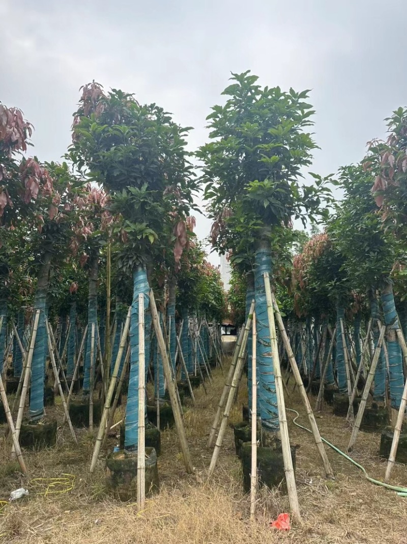 芒果树15公分