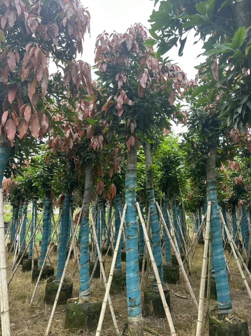 芒果树15公分