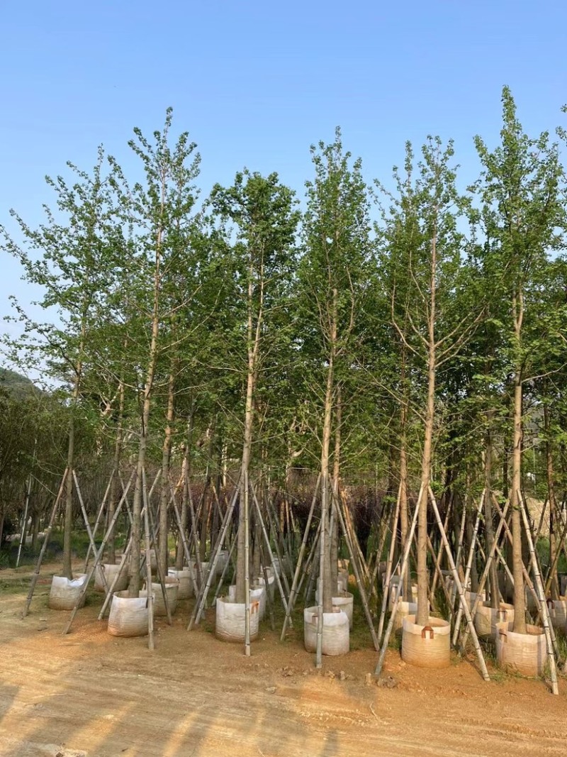 银杏树3～8公分
