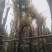 阴香（天竺桂）10～15公分
