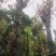 阴香（天竺桂）10～15公分