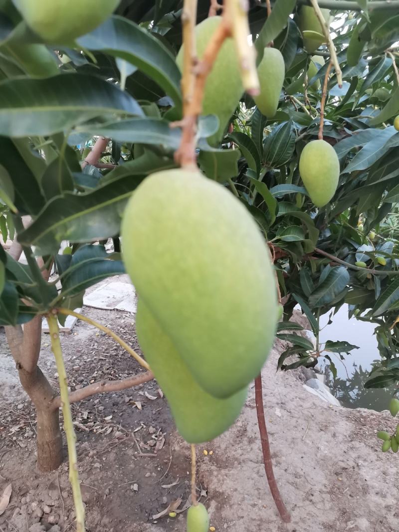 云南玉溪苹果芒大量上货欢迎来电咨询也可视频看货