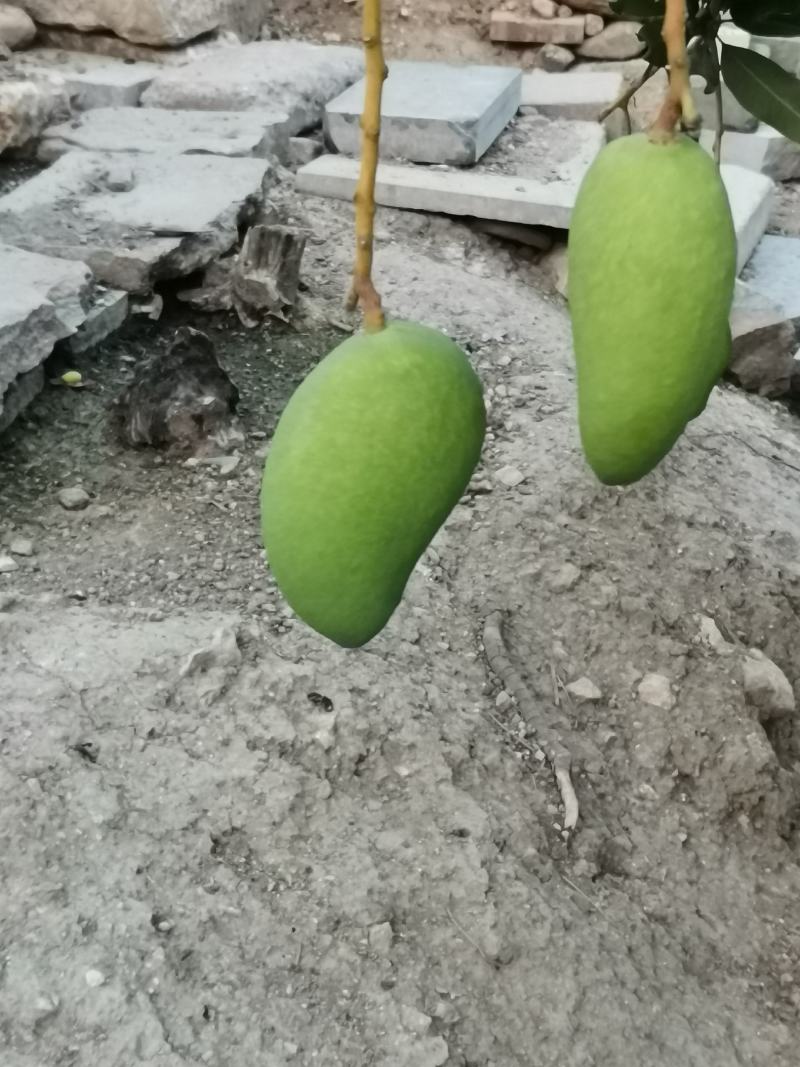 云南玉溪苹果芒大量上货欢迎来电咨询也可视频看货