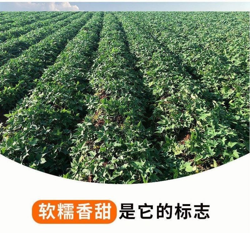 湖北黄土高坡黄金薯