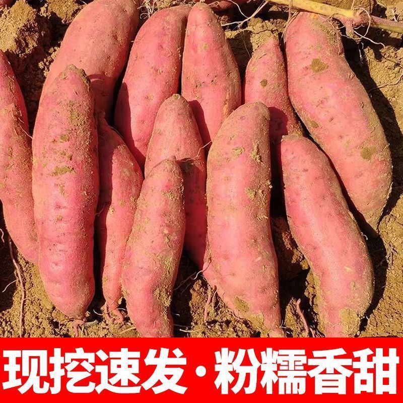 湖北黄土高坡黄金薯