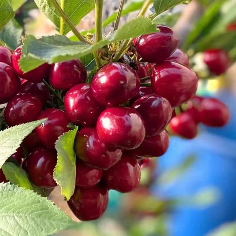 山西曲沃露天大樱桃已经上市欢迎大家前来采购