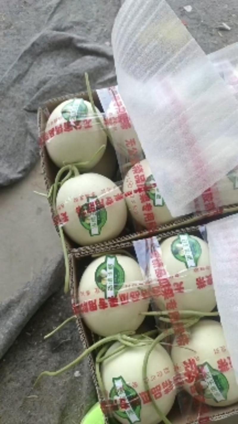山东精品玉菇甜瓜产地直发供货稳定保证质量欢迎致电