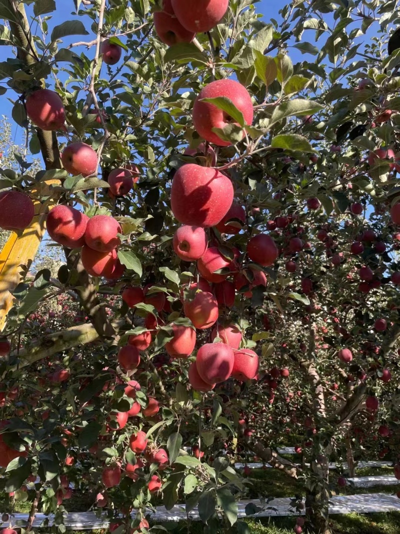 昭通苹果