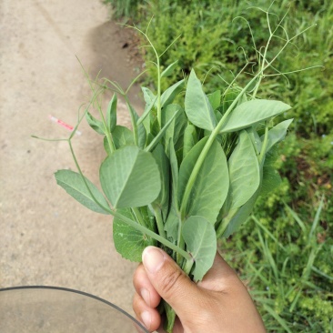 新鲜大量豌豆苗上市