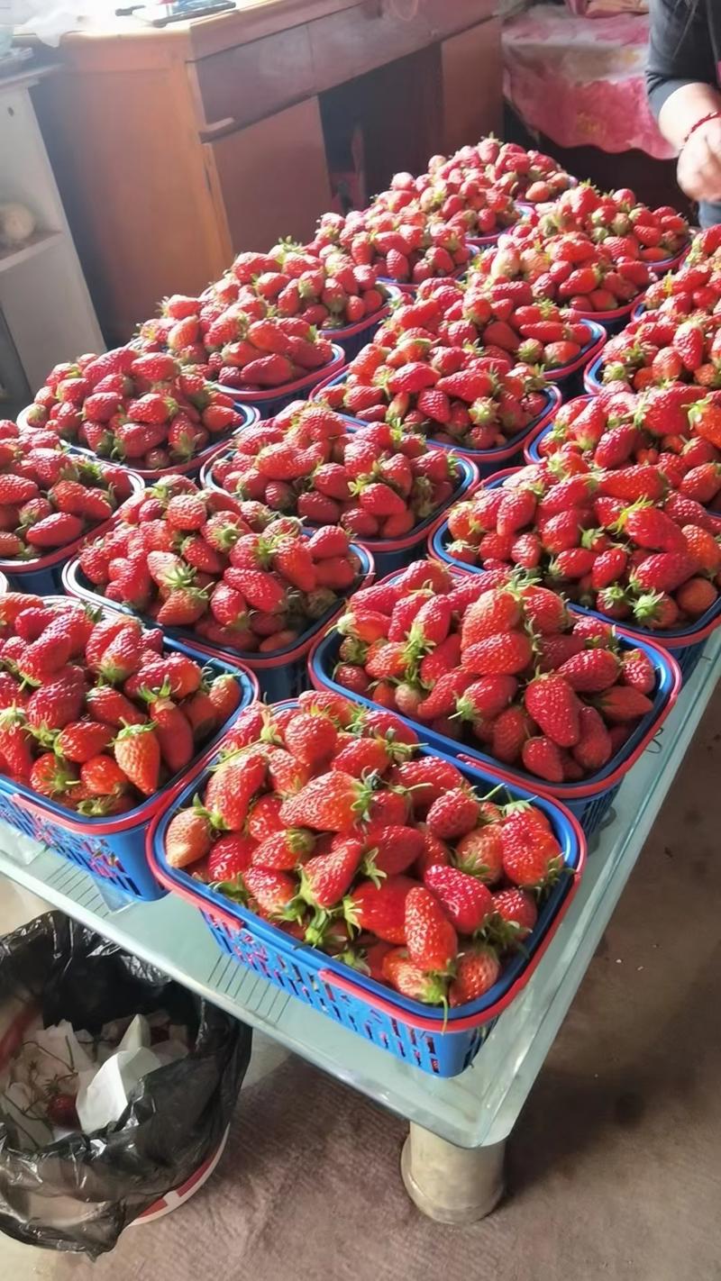 山东济宁甜宝草莓
