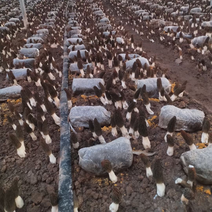 高海拔新鲜羊肚菌预计7—10天大量采摘