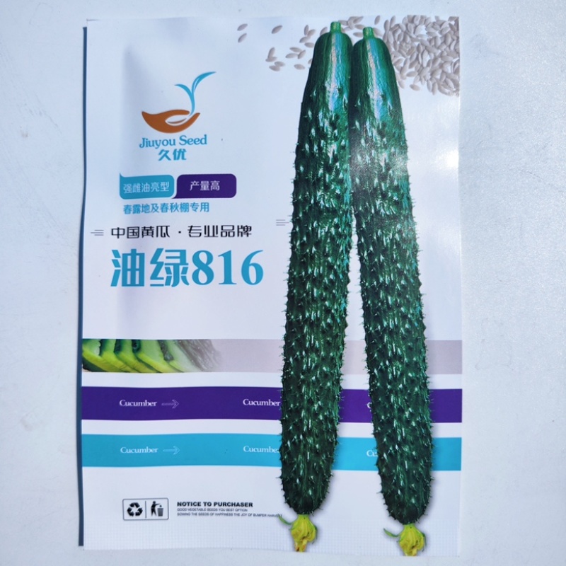 油绿811黄瓜品种种子耐热品种青瓤油亮黄瓜品种种子