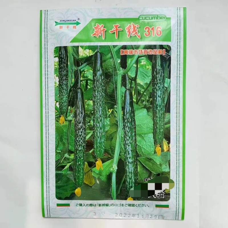 油绿811黄瓜品种种子耐热品种青瓤油亮黄瓜品种种子