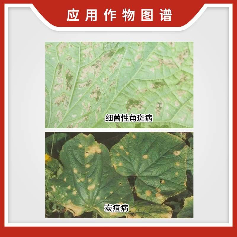 汤普森细炭停27%春雷溴菌晴细菌性角班病
