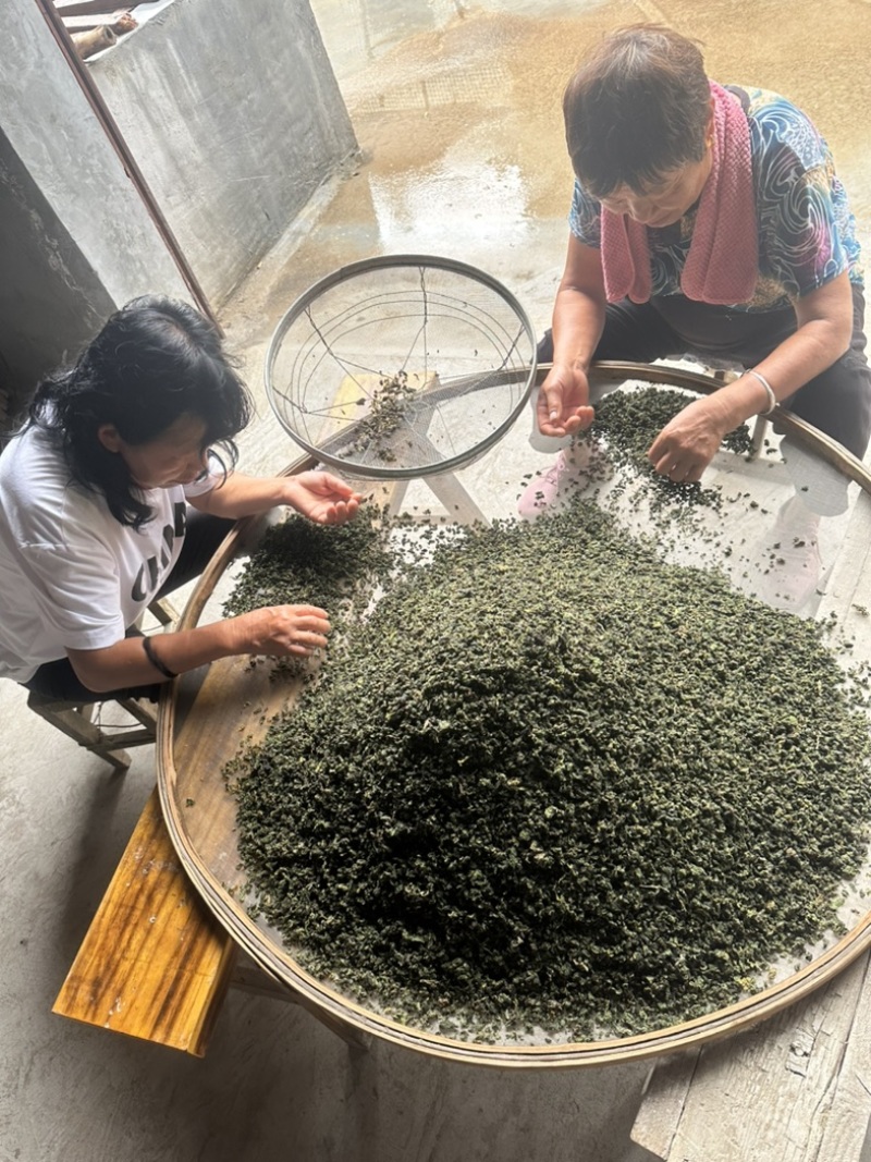 桑叶茶