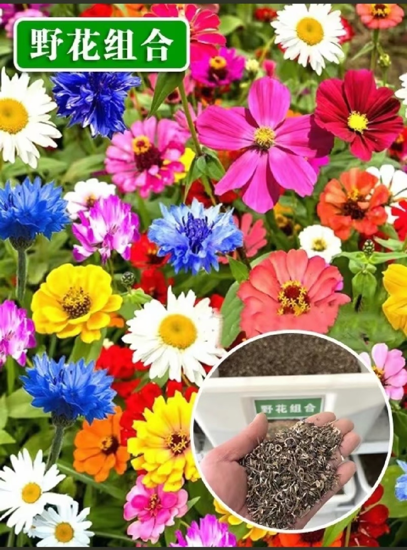 波斯菊