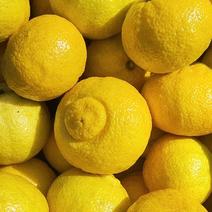 黄金贡柚：似橘、似柚、似柠檬