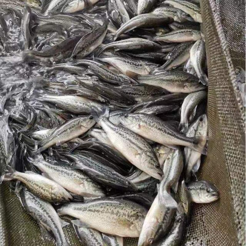 鲈鱼苗淡水加州鲈鱼大苗养殖优鲈3号放心养殖诚信商