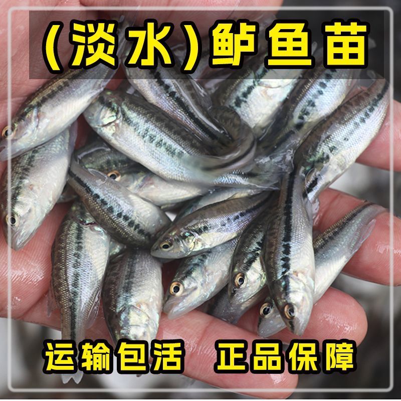 鲈鱼苗淡水加州鲈鱼大苗养殖优鲈3号放心养殖诚信商