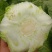 精品黄心大白菜，产地直发，代发全国