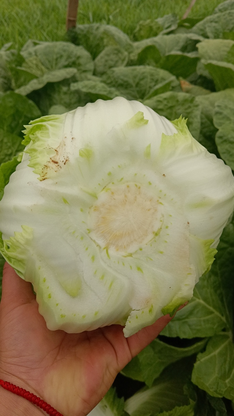 精品黄心大白菜，产地直发，代发全国