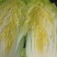 精品黄心大白菜，产地直发，代发全国