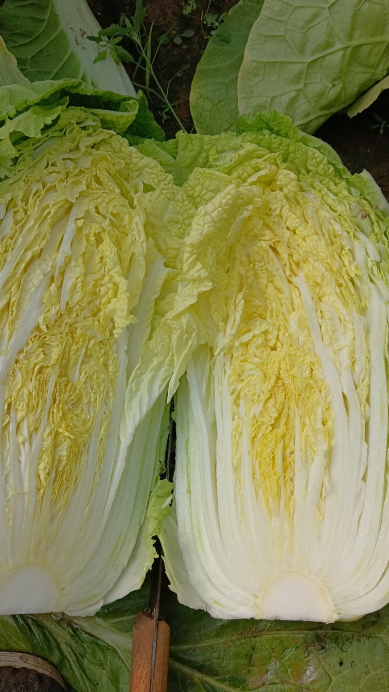 精品黄心大白菜，产地直发，代发全国