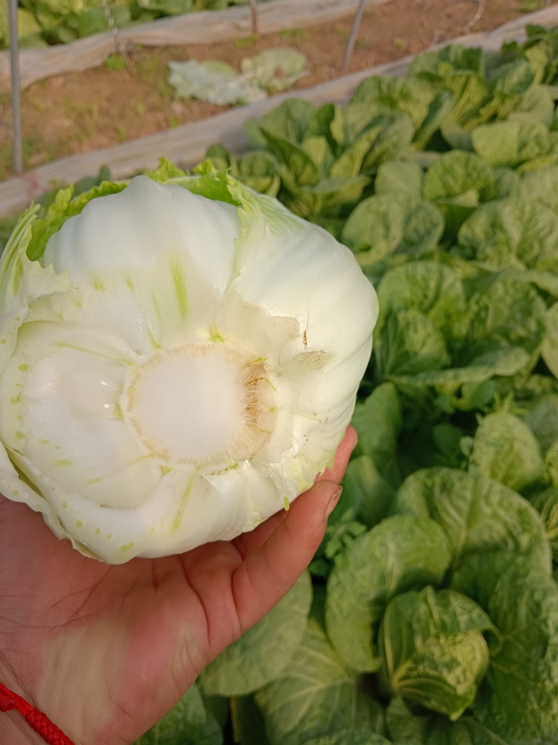 精品黄心大白菜，产地直发，代发全国
