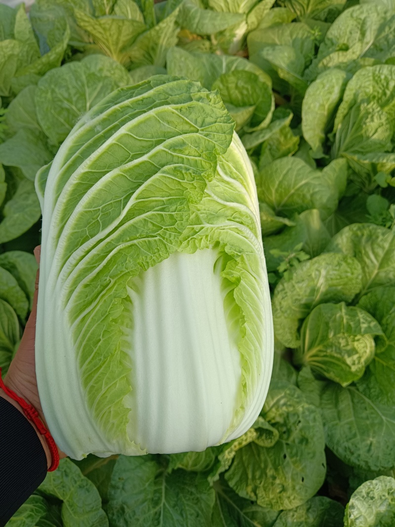 精品黄心大白菜，产地直发，代发全国