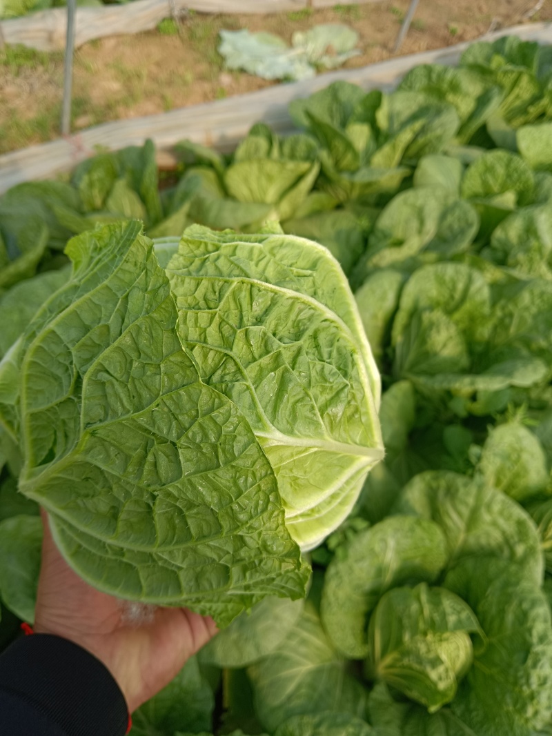 精品黄心大白菜，产地直发，代发全国