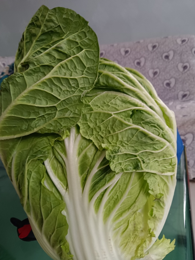 精品黄心大白菜，产地直发，代发全国