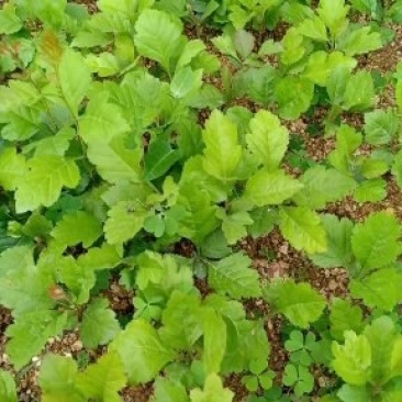 山楂苗原生芽苗高10cm左右现挖现卖质量保证