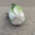 湖北高山黄心白菜，大小均匀无虫无烧心基地直发量大从优