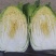 湖北高山黄心白菜，大小均匀无虫无烧心基地直发量大从优