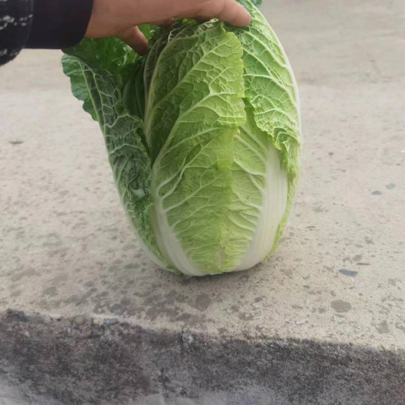 湖北高山黄心白菜，大小均匀无虫无烧心基地直发量大从优