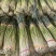 【实力】河南新鲜蒜苔红帽蒜苔产地一手货源品质保证