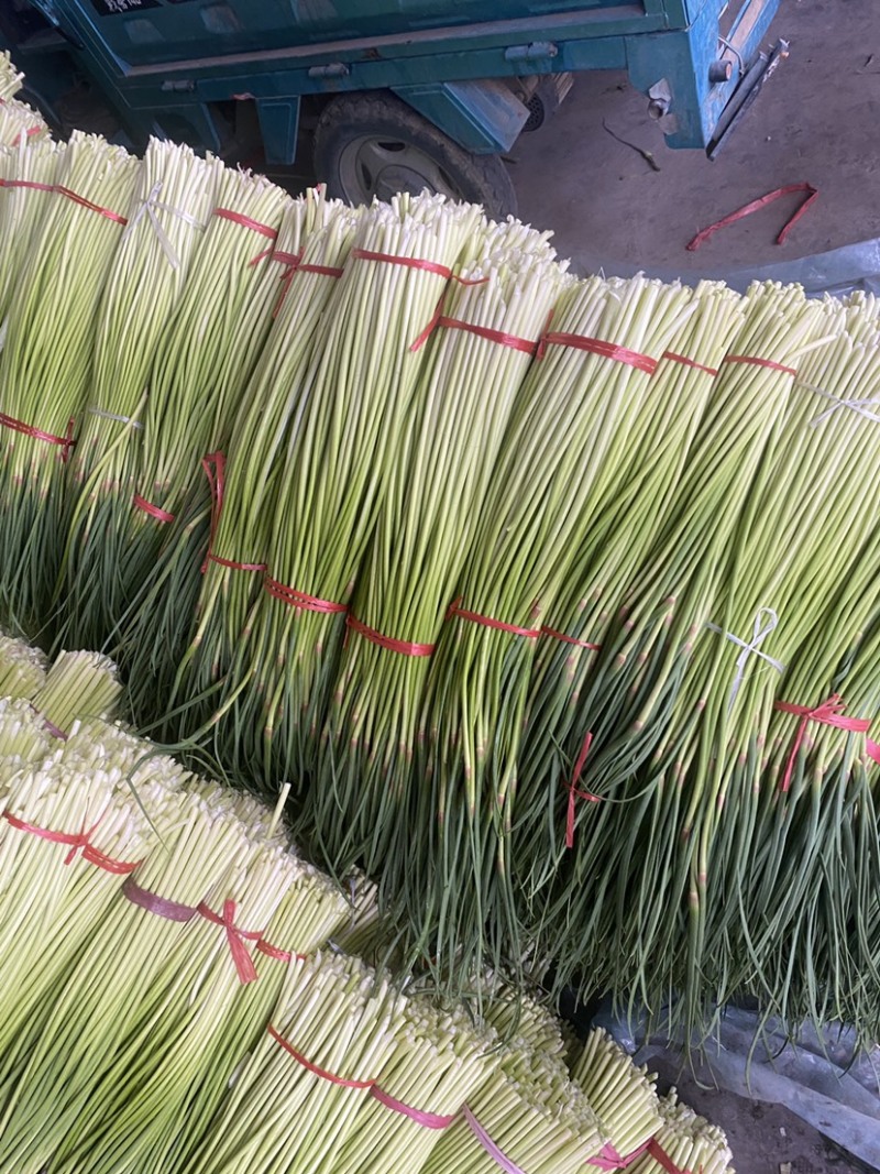 【实力】河南新鲜蒜苔红帽蒜苔产地一手货源品质保证