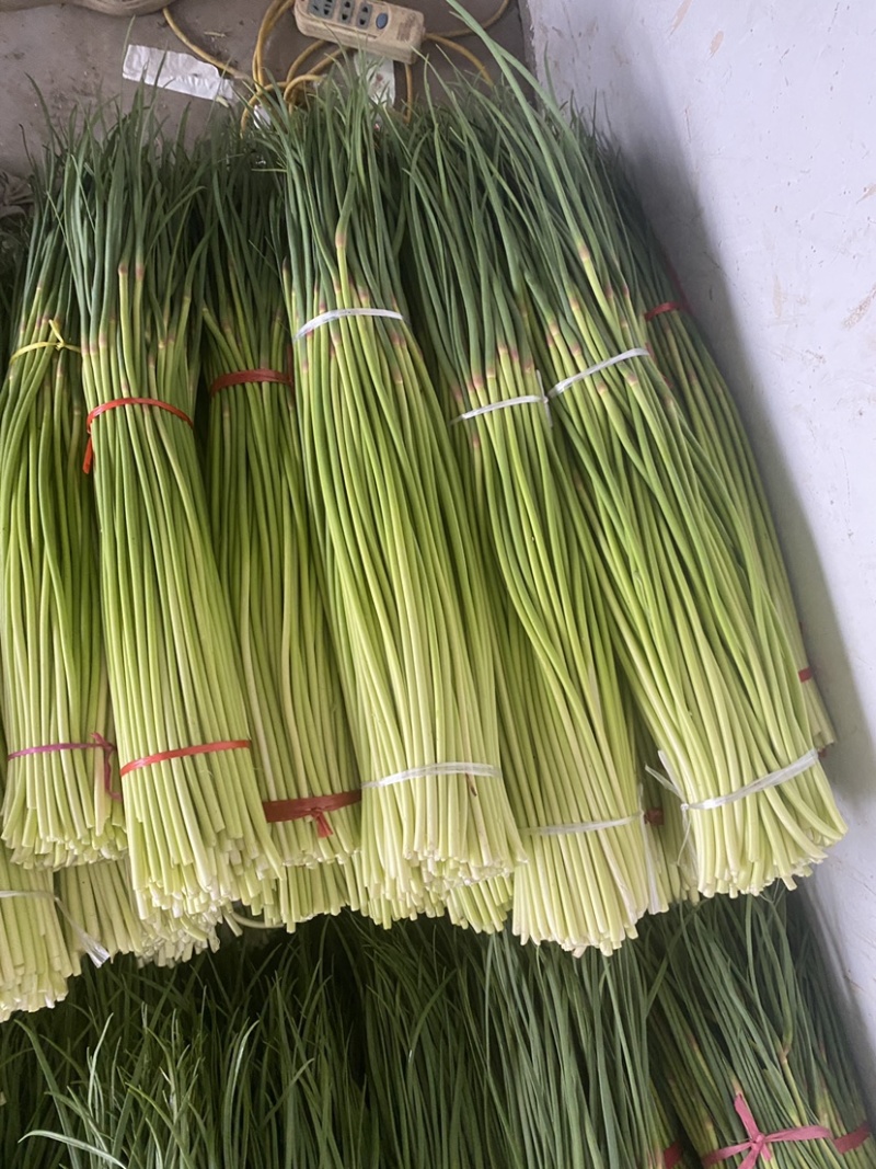 【实力】河南新鲜蒜苔红帽蒜苔产地一手货源品质保证