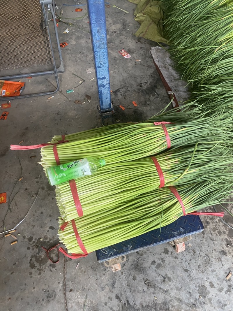 【实力】河南新鲜蒜苔红帽蒜苔产地一手货源品质保证