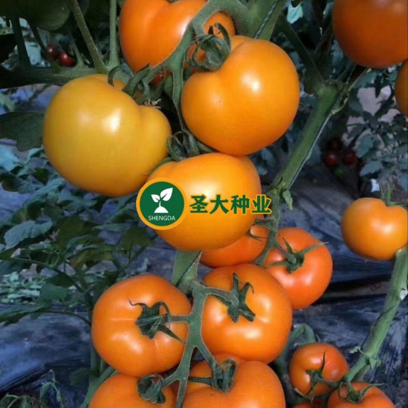 大黄柿子苗黄西红柿苗大圆黄沙瓤大果抗裂