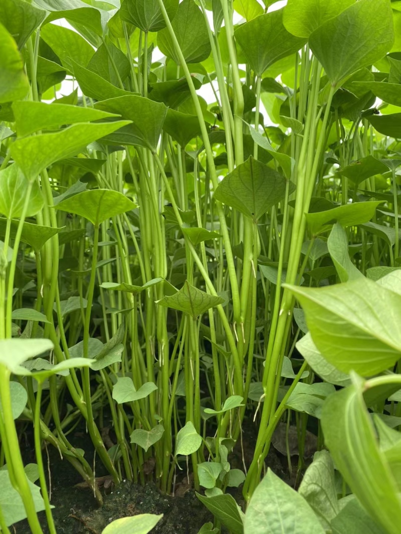 龙薯九苗子，夏津育苗基地供应，苗子粗壮，品种齐全，提供技