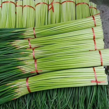 精品开封红帽蒜薹大量上市量大从优支持视频看货