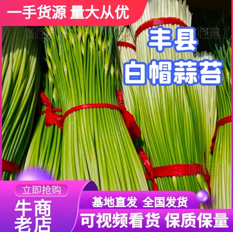 丰县新蒜薹，白帽蒜苔，白帽蒜薹，大量上市欢迎咨询。