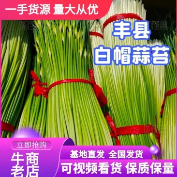 丰县新蒜薹，白帽蒜苔，白帽蒜薹，大量上市欢迎咨询。