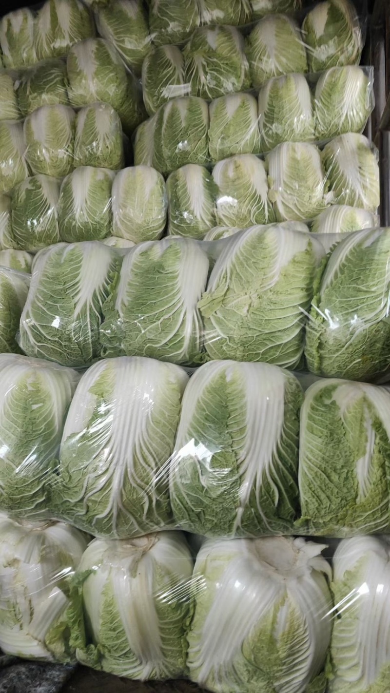 精品黄心大白菜大量上市供应中。黄心，全年供应
